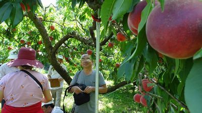 2019年令和元年山梨県笛吹市一宮御坂家族で楽しめるオススメ桃狩り食べ放題&直売所