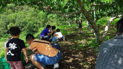 カブトムシクワガタ無料で貰える山梨人気桃狩り農園子供連れにおすすめ.jpg