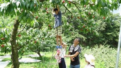 初めてのフルーツ狩り果物狩りどこがオススメ?山梨御坂観光農園夏桃狩り.jpg