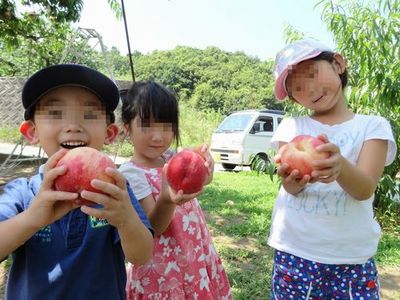 富士山近くの果物ぶどう桃狩り笛吹市御坂町一番人気農園食べ放題.jpg