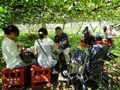 富士山近く果物ぶどう桃狩り笛吹市御坂町一番人気農園食べ放題.jpg