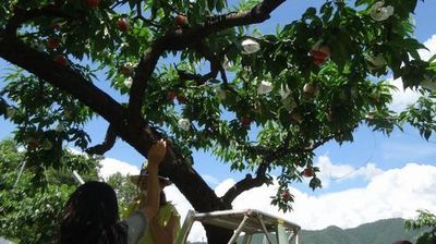 山梨御坂観光農園夏桃狩り初めての果物狩りフルーツ狩りどこがオススメ?