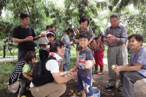 山梨硬めの桃硬い桃お取り寄せ通販長沢白桃なつっこ